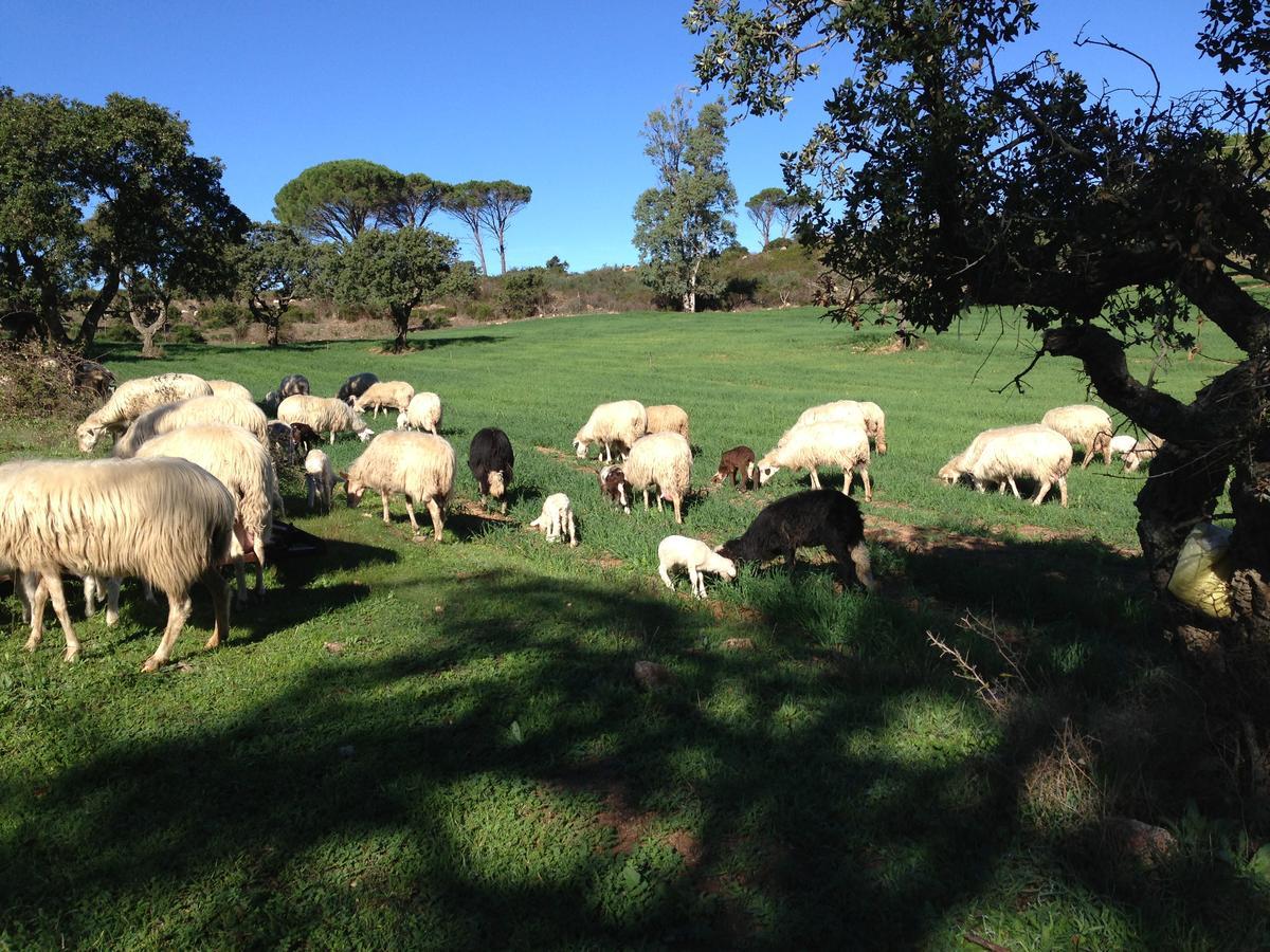 Agriturismo Is Conchisceddas Gonnosfanadiga ภายนอก รูปภาพ